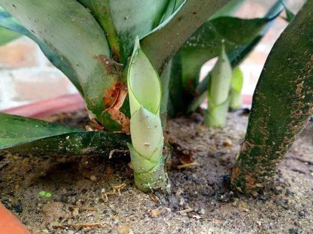 Underwatered Snake Plant (Sansevieria Trifasciata) - Signs And How To Fix