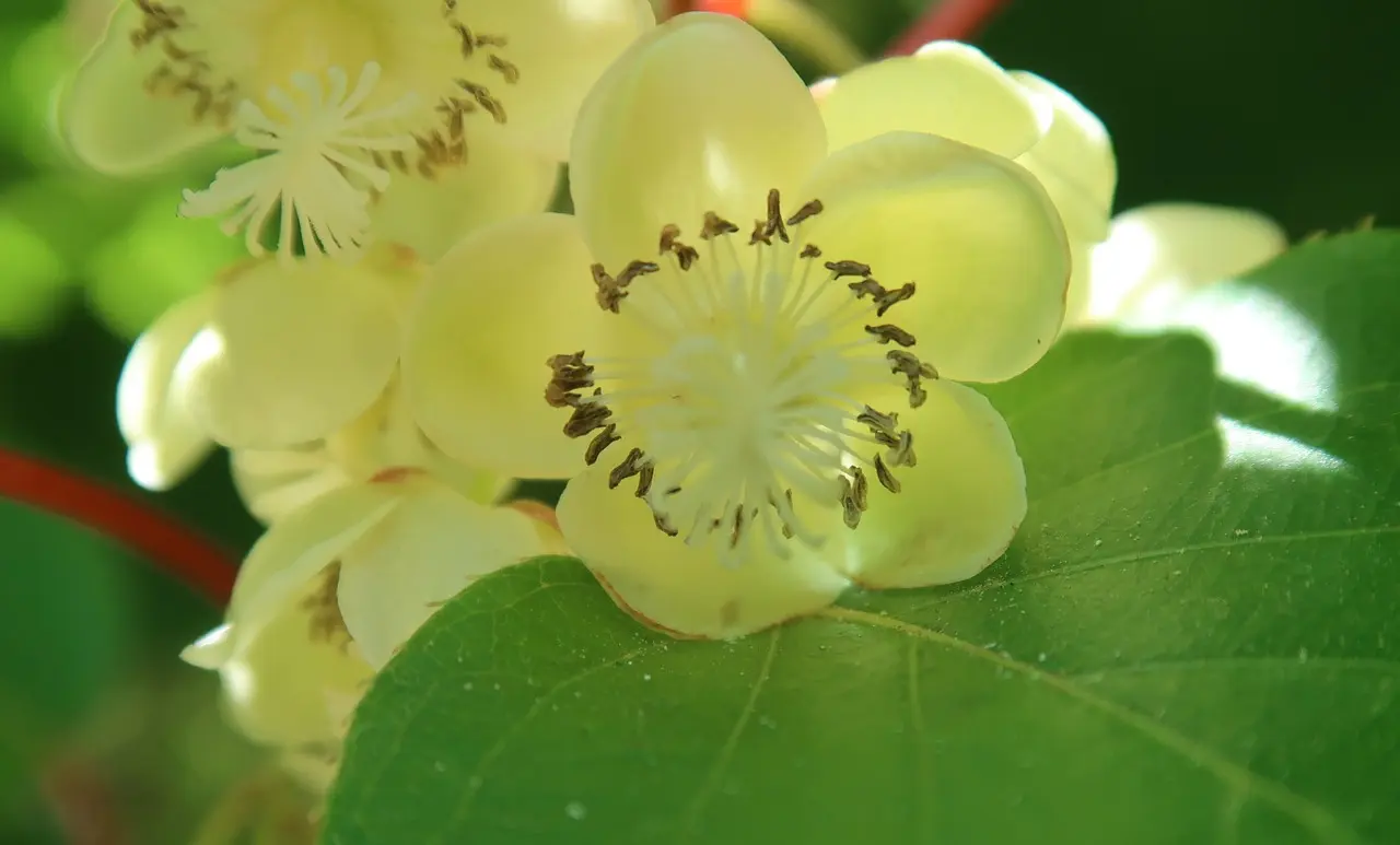 Female Kiwi Fruit Flower