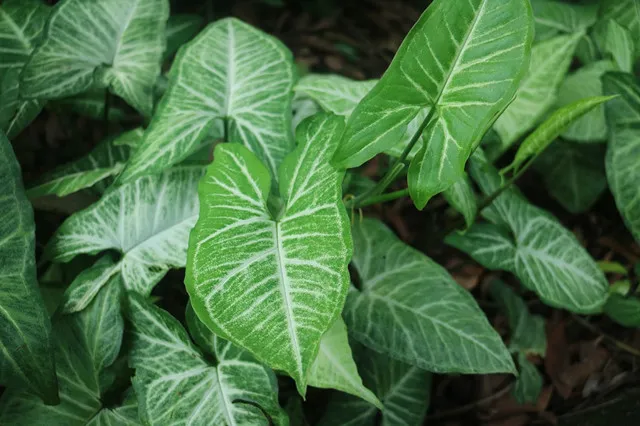 6 Kinds of Arrowhead Plant Varieties With Pictures
