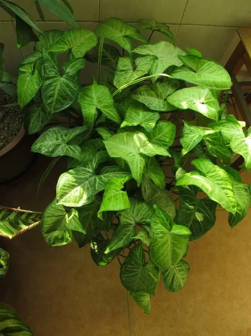 Why My Arrowhead Plant Turning Yellow And Drooping - How to Fix It