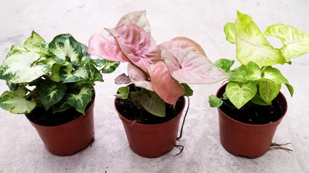 6 Kinds of Arrowhead Plant Varieties With Pictures