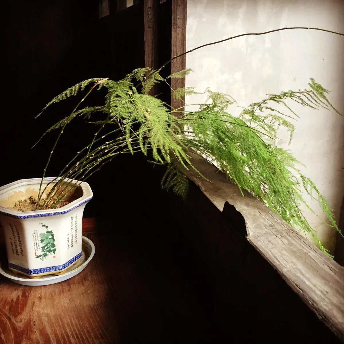 How Much Light Does Asparagus Fern Need