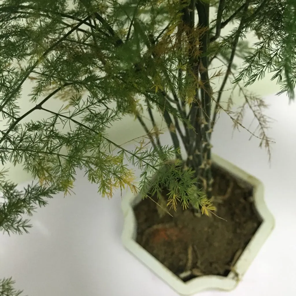 How Often to Water Asparagus Fern