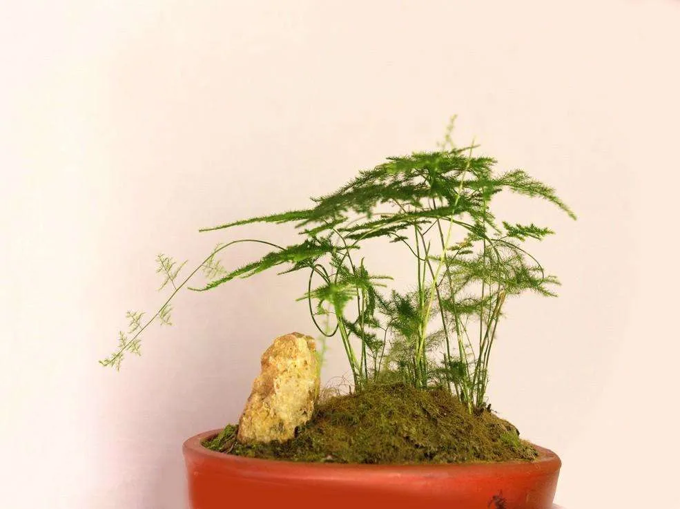 How to Fix Asparagus Fern Roots Ball Rot