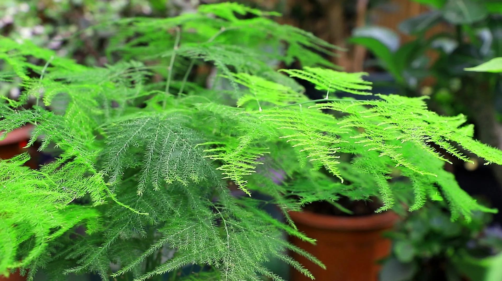 How to Grow Asparagus Fern From Seed