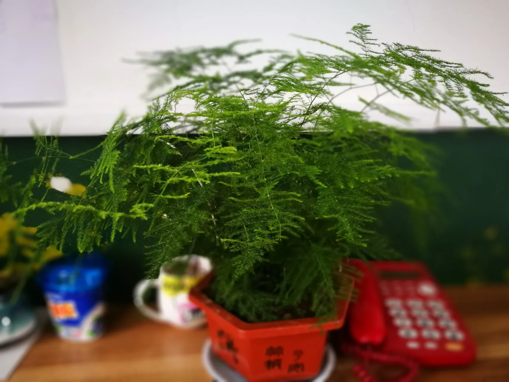 How to Grow Asparagus Fern From Seed