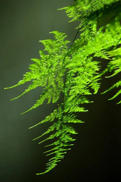 How to Grow Asparagus Ferns Indoors or Outdoors
