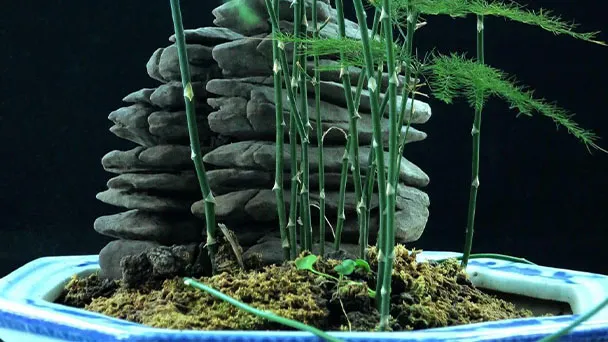 How to Repot Asparagus Fern?