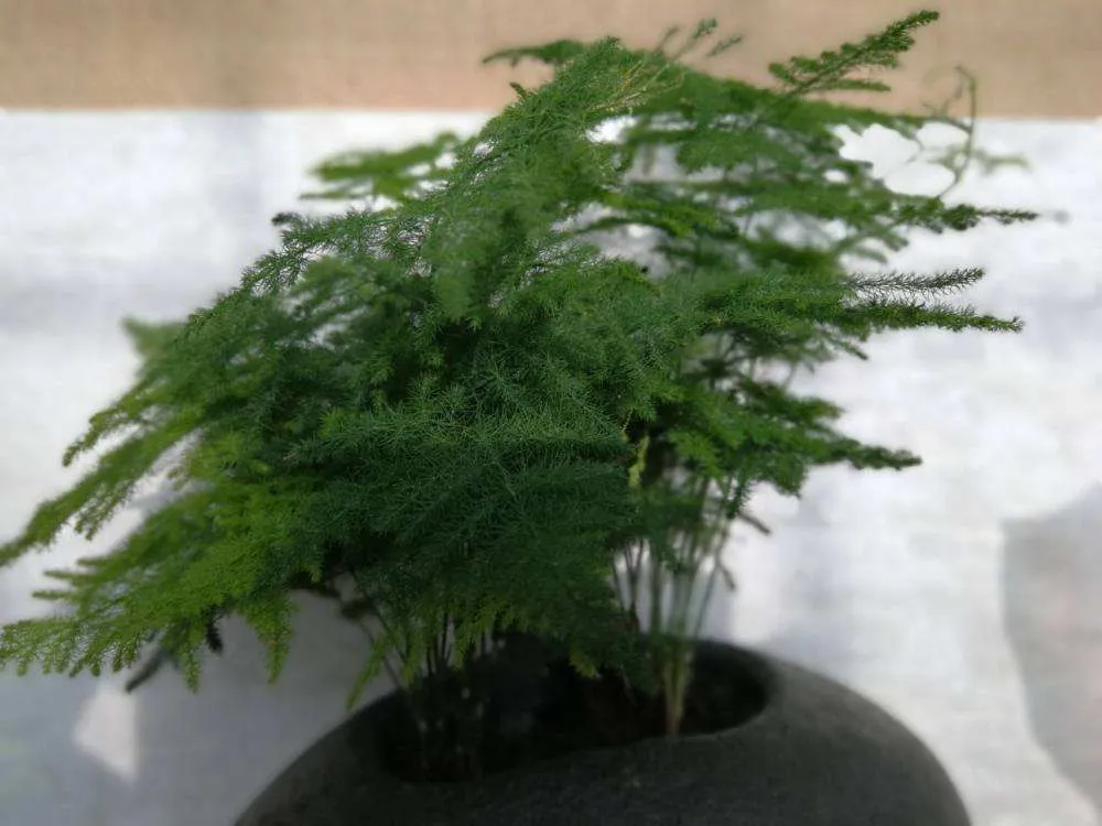 How to Repot Asparagus Fern
