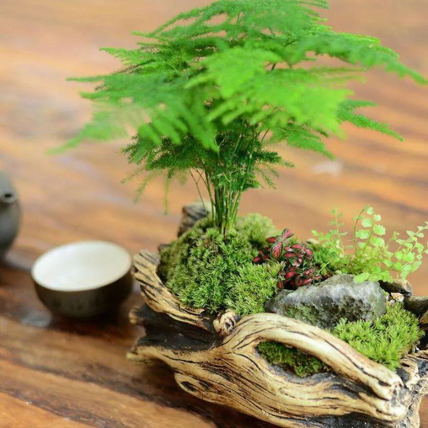 How to Repot Asparagus Fern