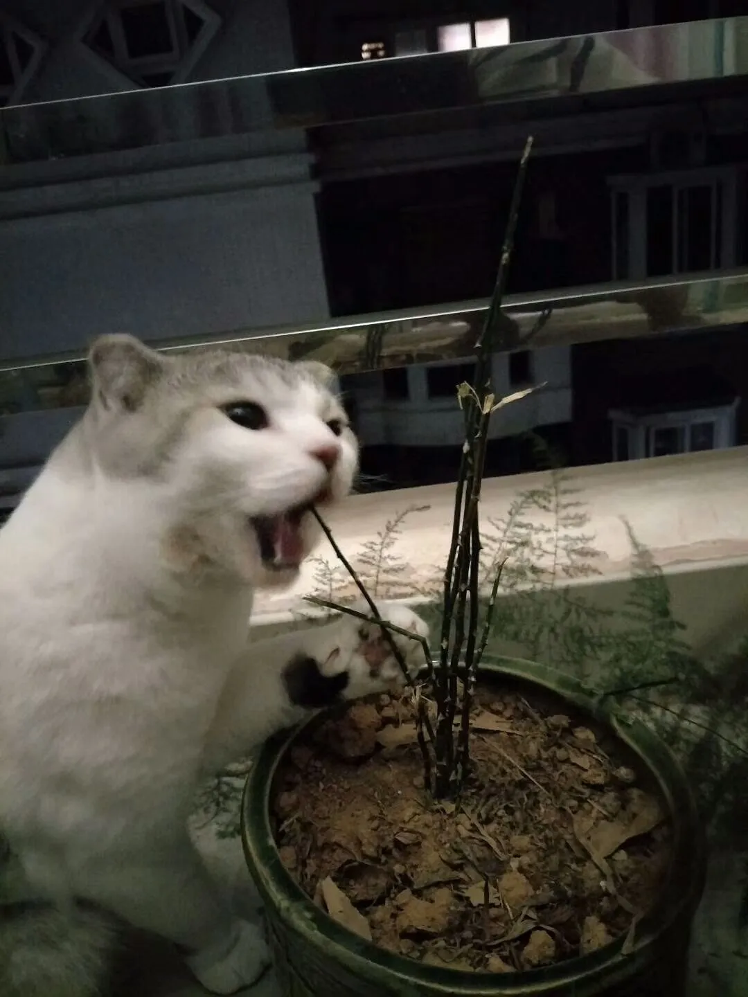 Is an Asparagus Fern Poisonous to Cats?
