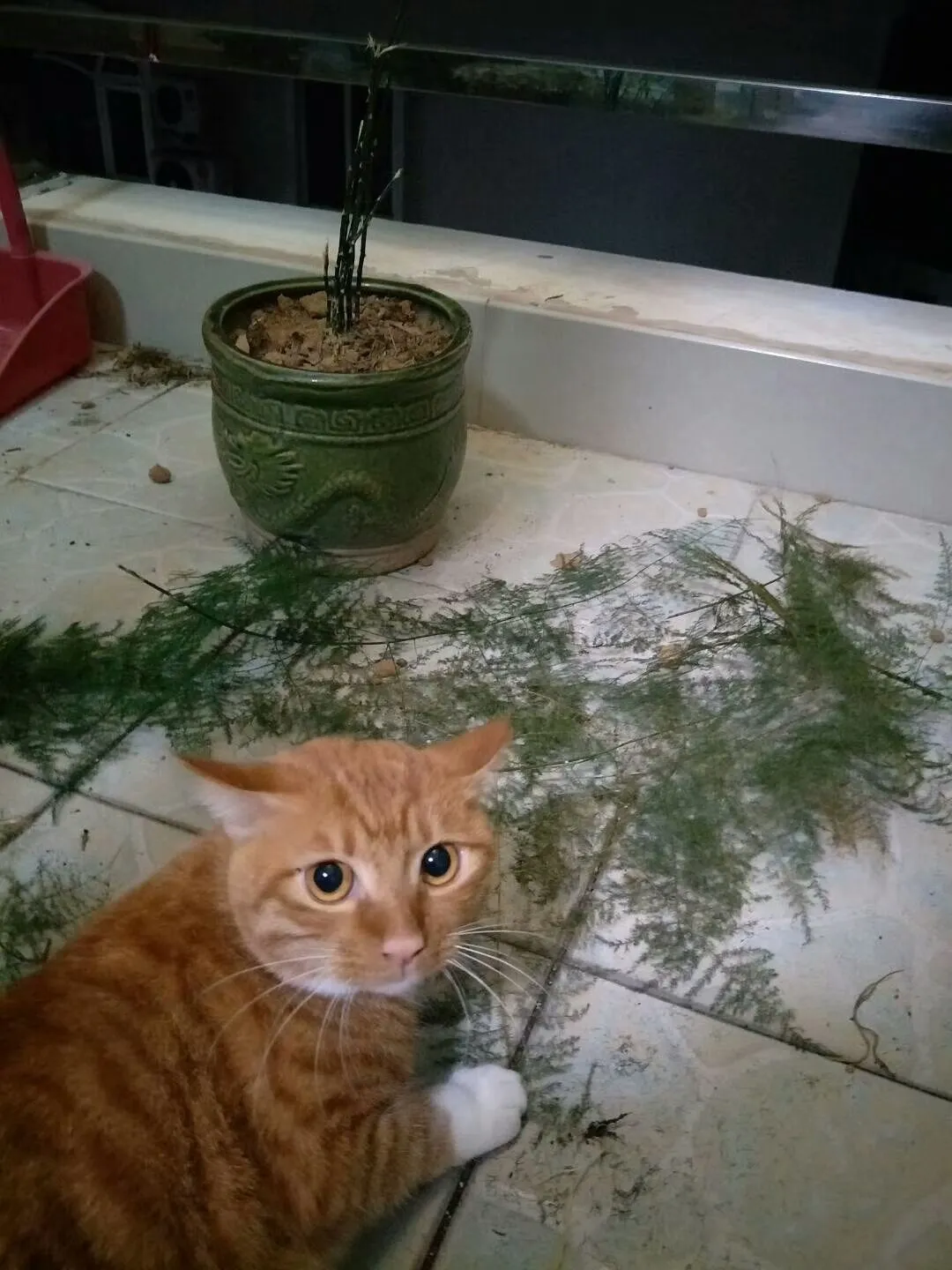 Is an Asparagus Fern Poisonous to Cats?