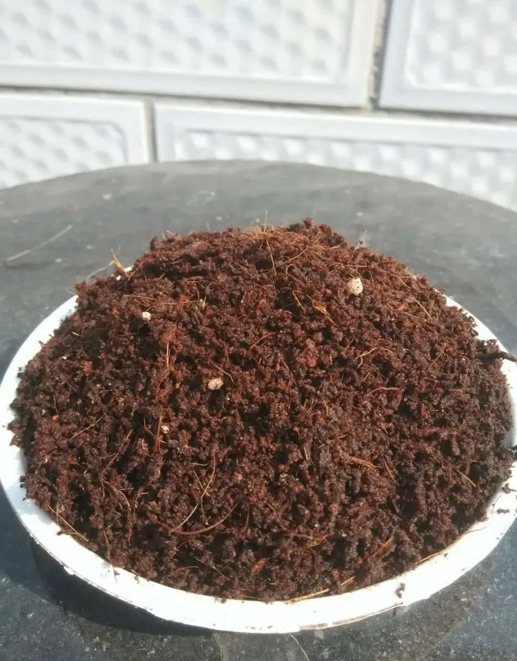 The Best Potting Soil for Asparagus Fern