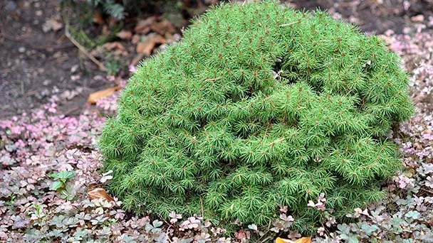 Dwarf Alberta Spruce Overwatering: Causes And Solutions