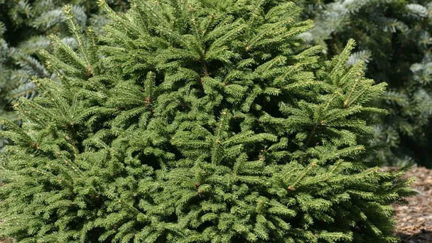 Dwarf Alberta Spruce: Grow & Care for Picea Glauca Conica