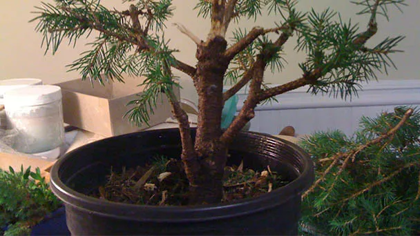 How To Grow Dwarf Alberta Spruce In Pots?