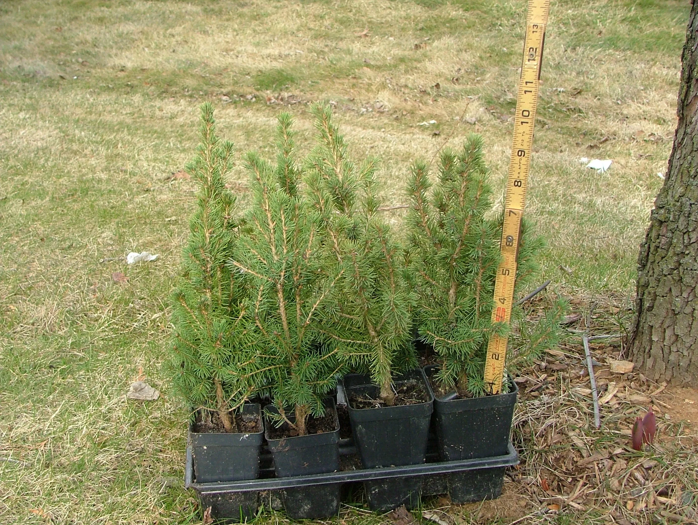 How To Grow Dwarf Alberta Spruce In Pots