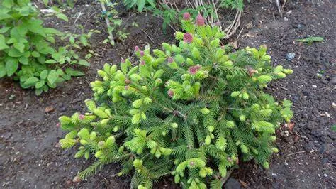 How Do You Get Rid of Pest And Diseases On Dwarf Alberta Spruce?