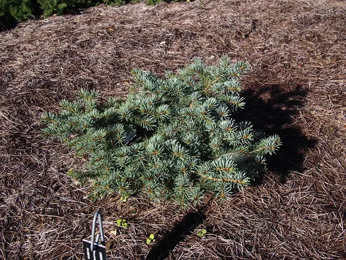 How Do You Get Rid of Pest And Diseases On Dwarf Alberta Spruce