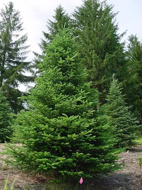 What Is My Dwarf Alberta Spruce Growth Rate