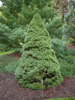 What Is My Dwarf Alberta Spruce Growth Rate
