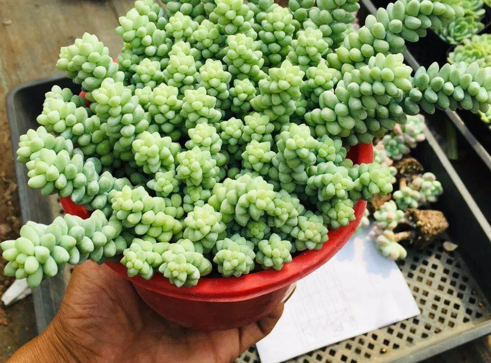 Burros Tail VS Donkey Tail - Differences And Similarities
