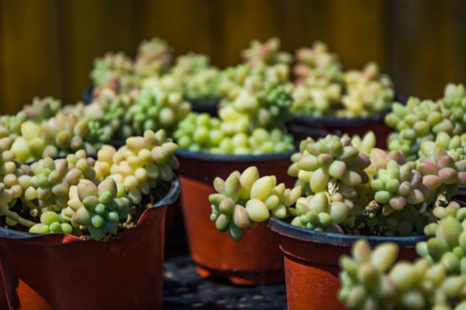 Burros Tail VS Donkey Tail - Differences And Similarities