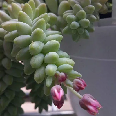 How Do I Make My Burros Tail Bloom