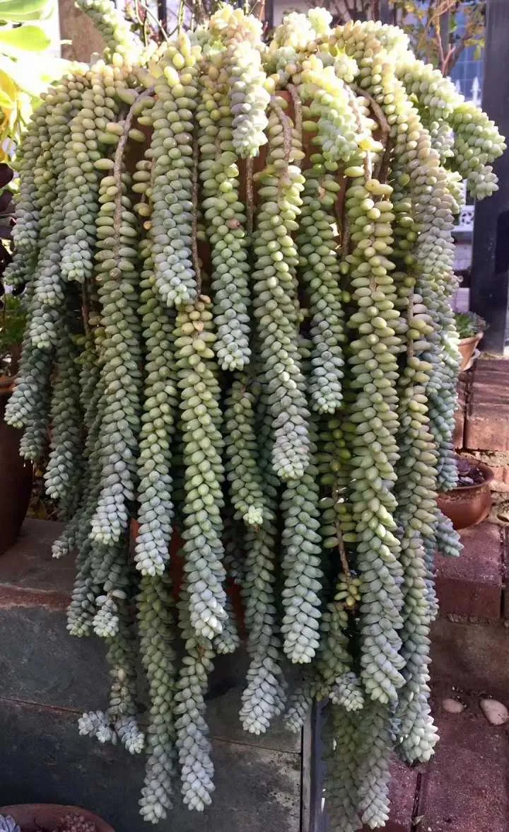 How Much Light Does Burros Tail Need