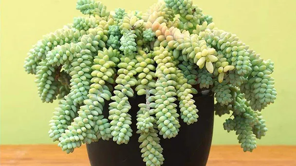How Often To Water Burros Tail