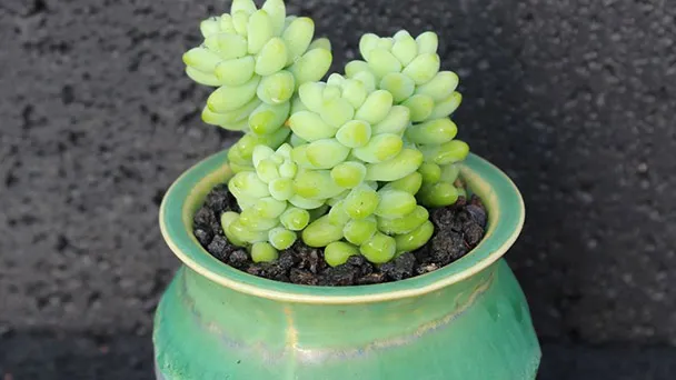 How To Repot Burros Tail?