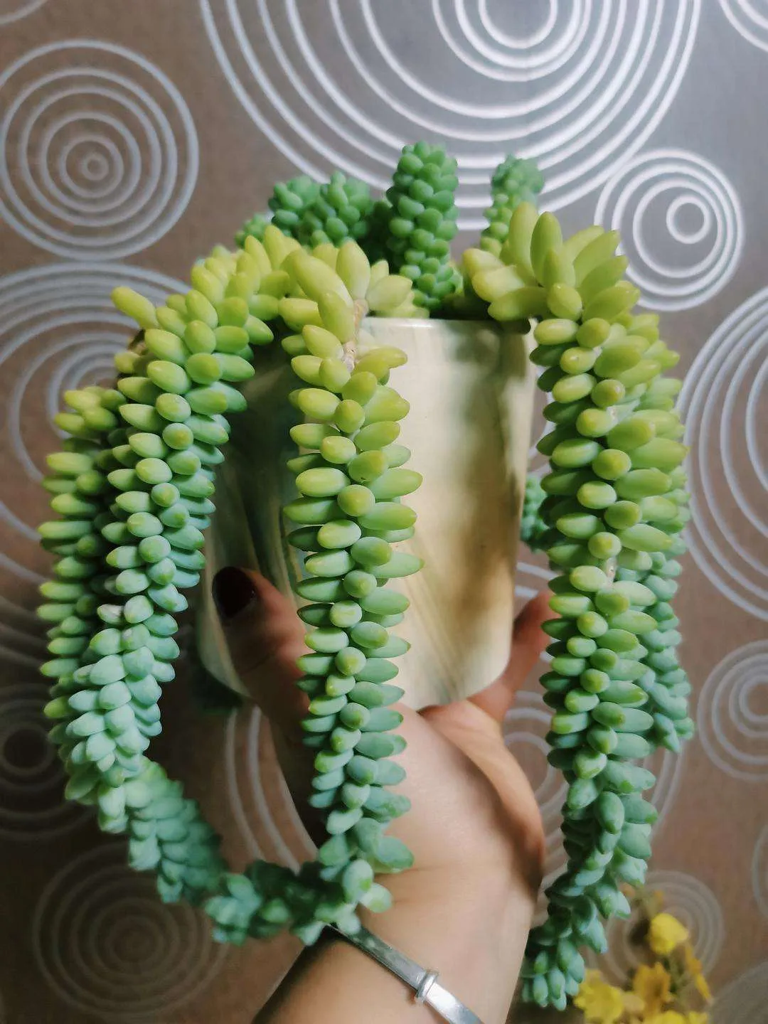 How To Repot Burros Tail