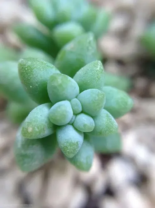 How To Save My Overwatered Burros Tail