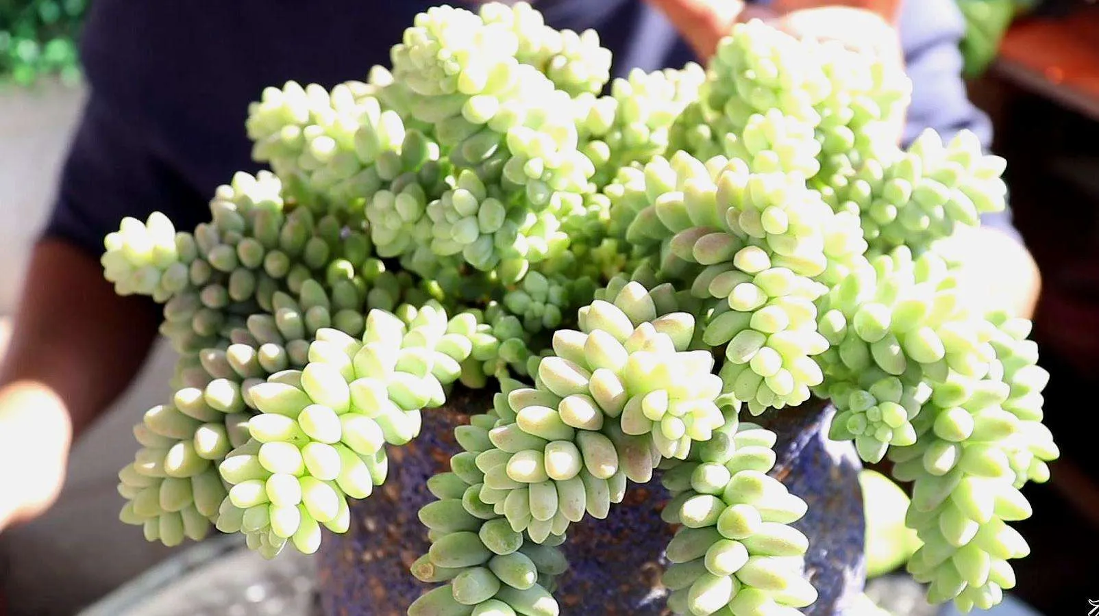 How To Save My Overwatered Burros Tail