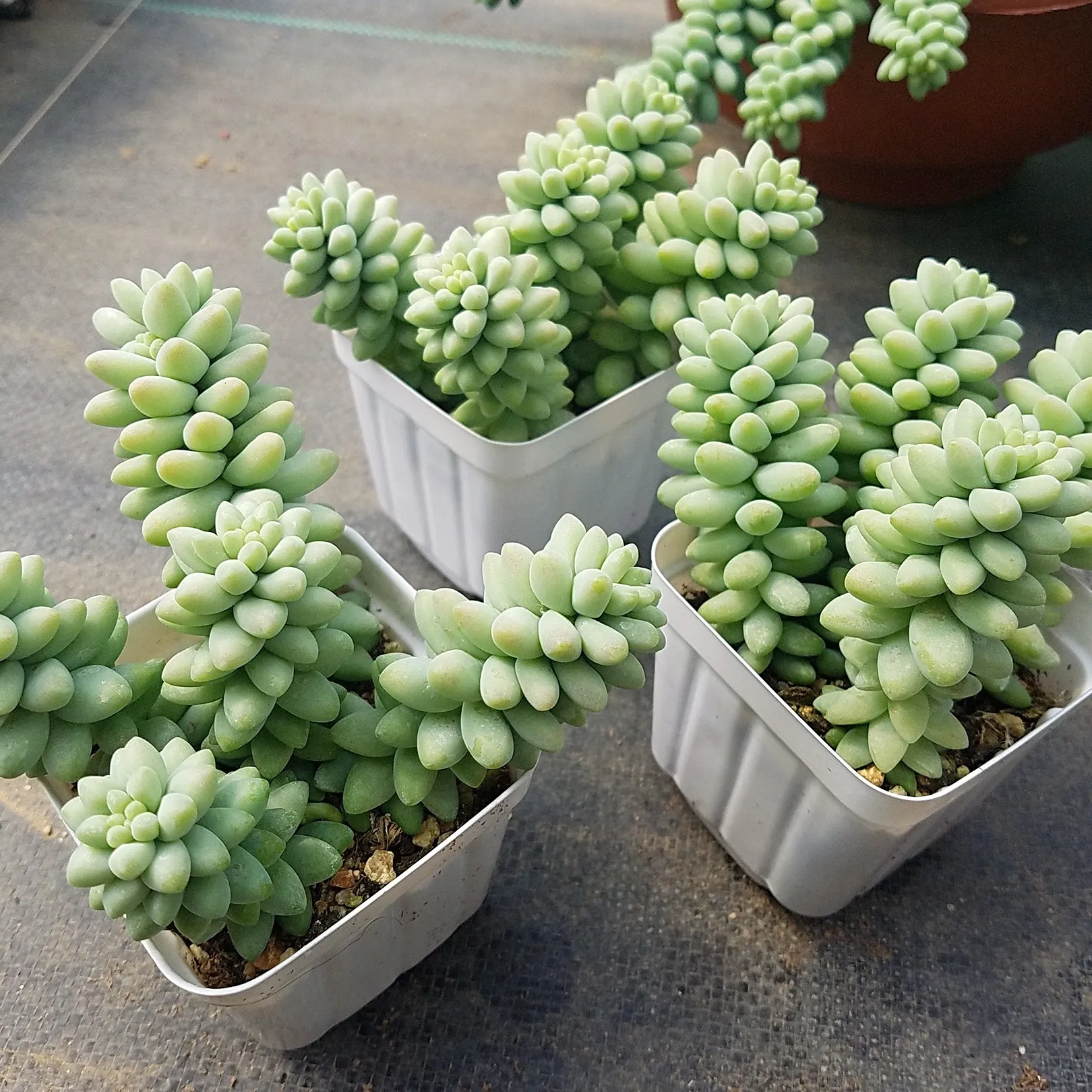 How To Save Underwatered Burros Tail