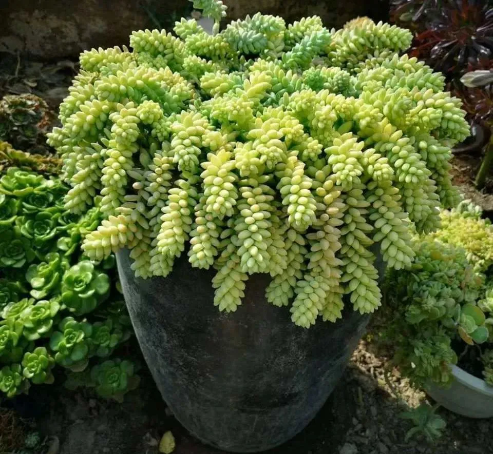 Why Are My Burros Tail Shriveling