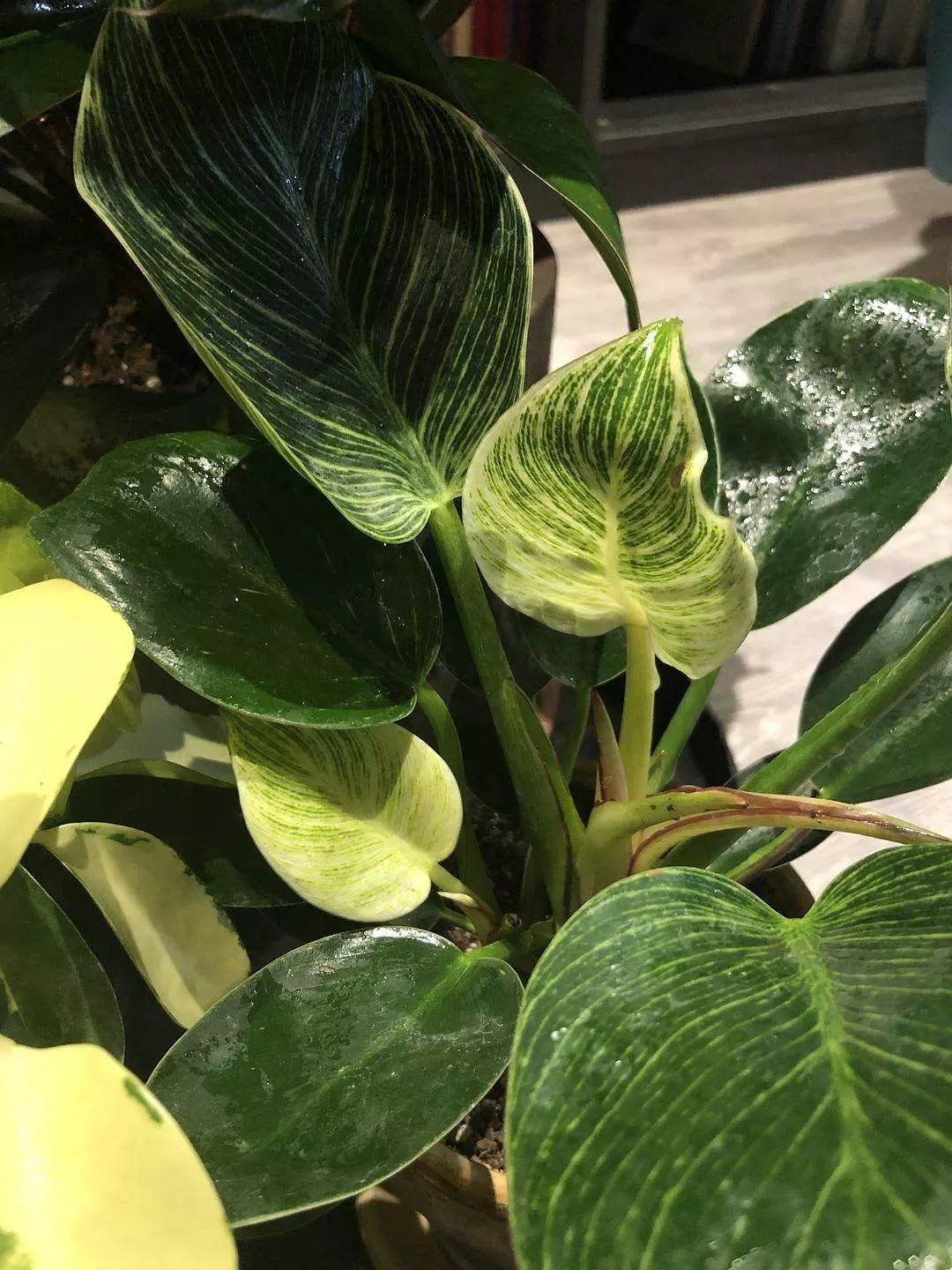How To Water Philodendron Birkin