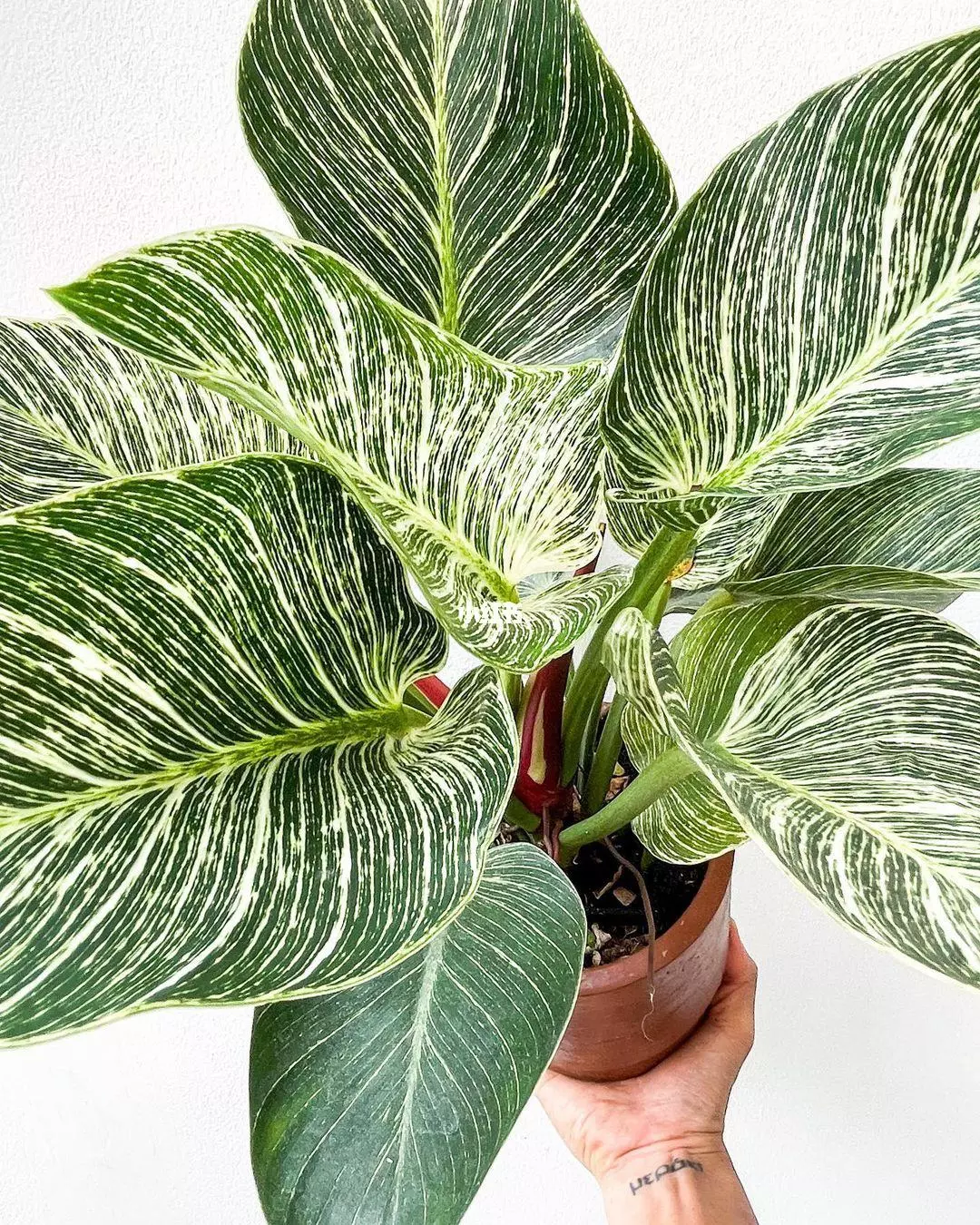Why My Philodendron Birkin Leaves Curling