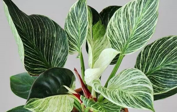 What Is The Best Soil For Philodendron Birkin?