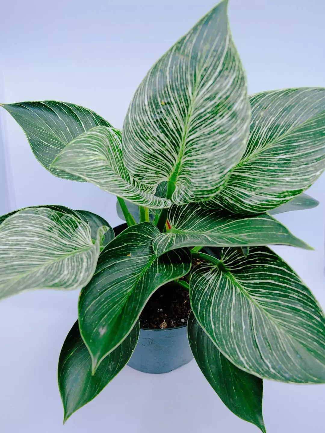 What Is The Best Soil For Philodendron Birki