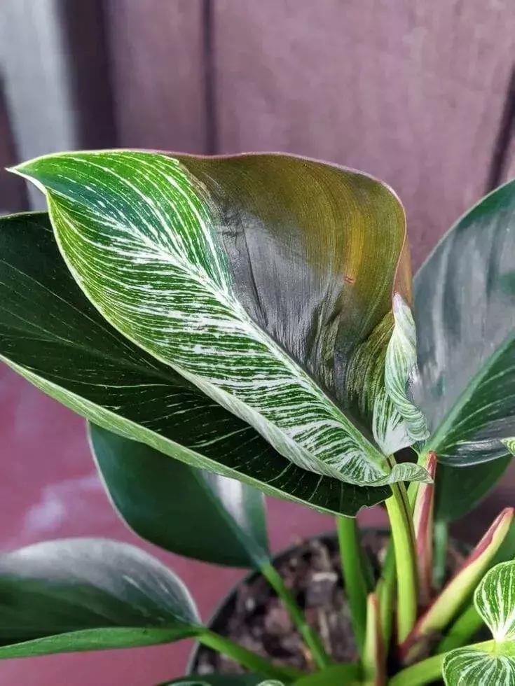 Is Philodendron Birkin Poisonous To Pets