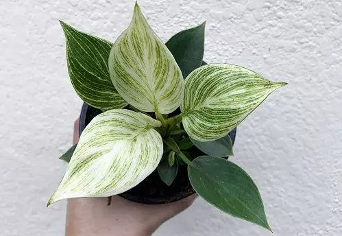 How To Propagate Philodendron Birkin?