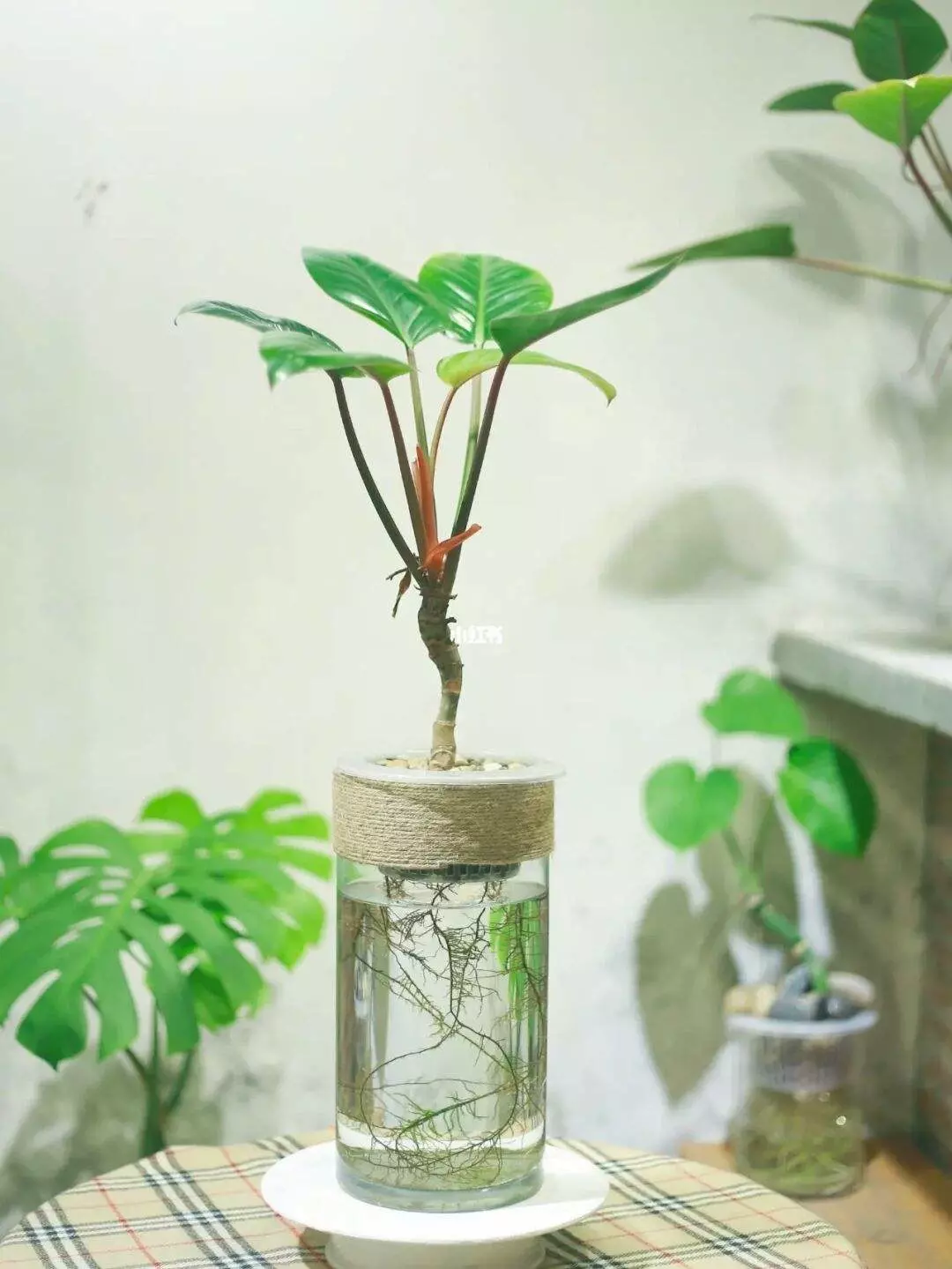 How To Propagate Philodendron Birkin