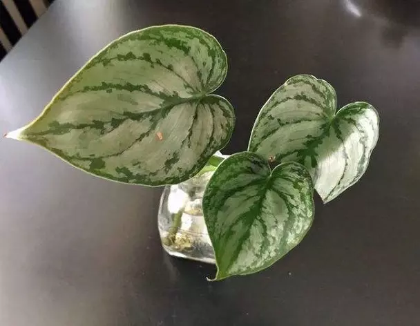 How To Save My Philodendron Birkin Yellow Leaves?