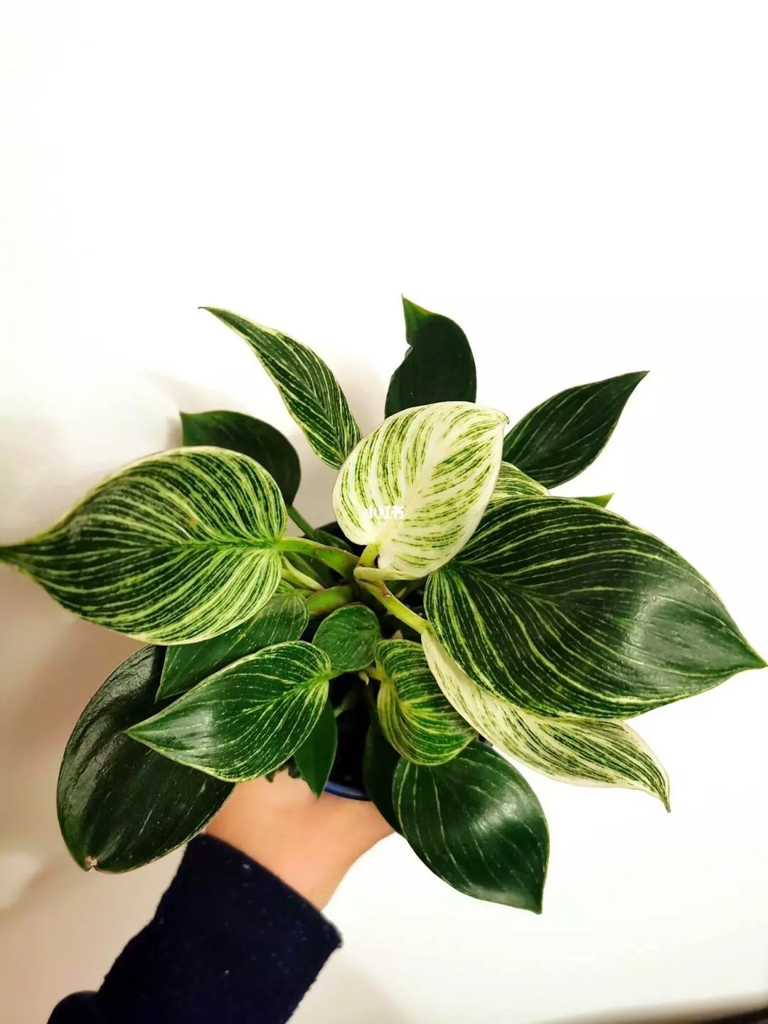 How To Save My Philodendron Birkin Yellow Leaves