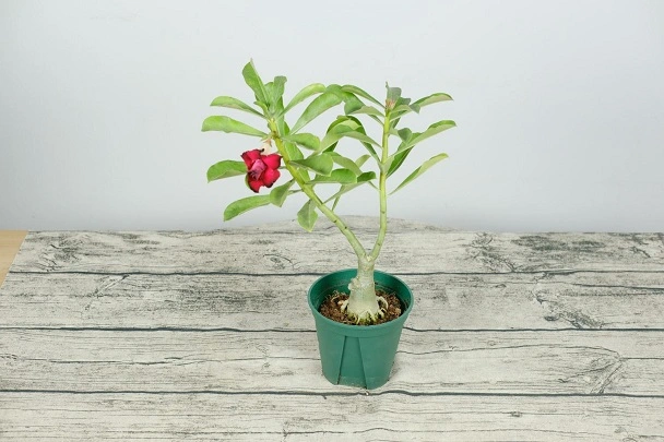 How To Get Seeds From Desert Rose