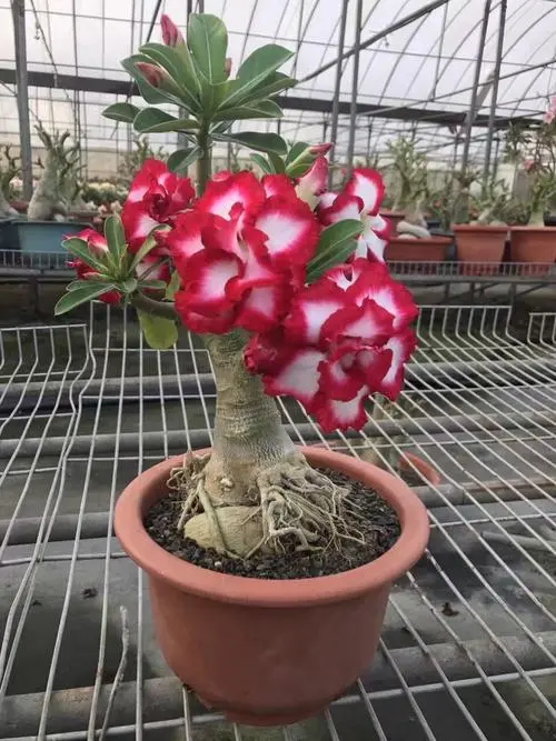 Adenium desert roses pink color this plant 3-4 years old bonsai style blooming condition