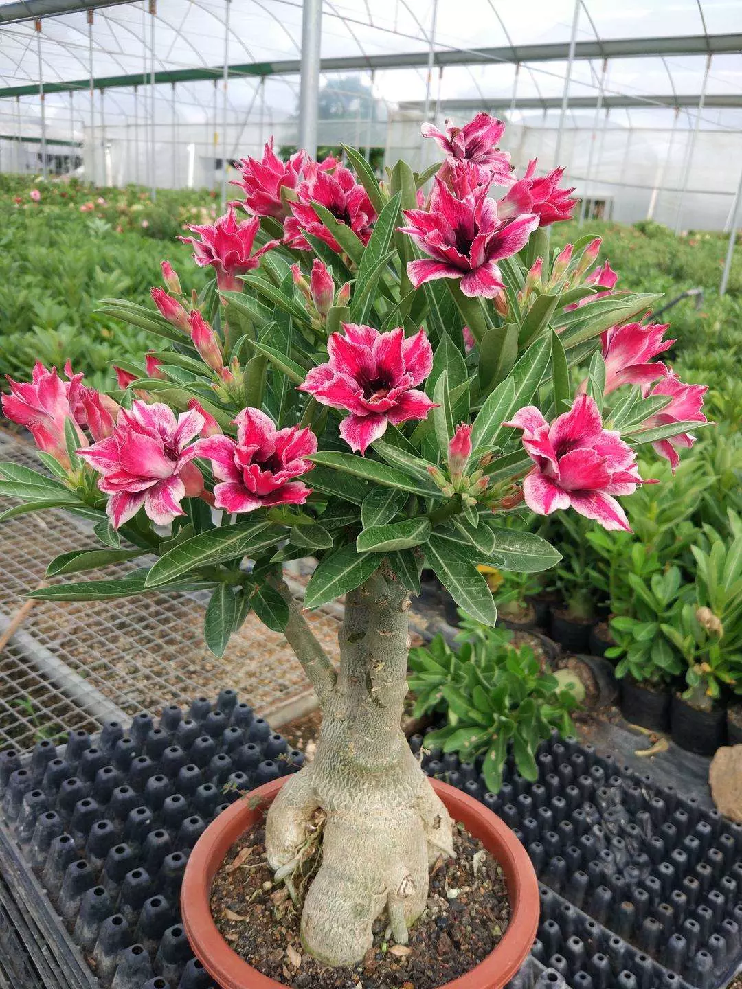 How To Propagate Desert Rose RayaGarden