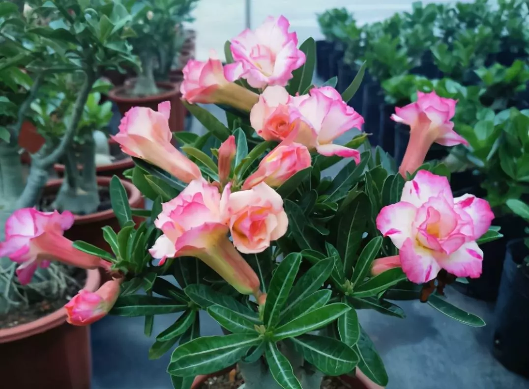 How To Save My Root Rot Desert Rose