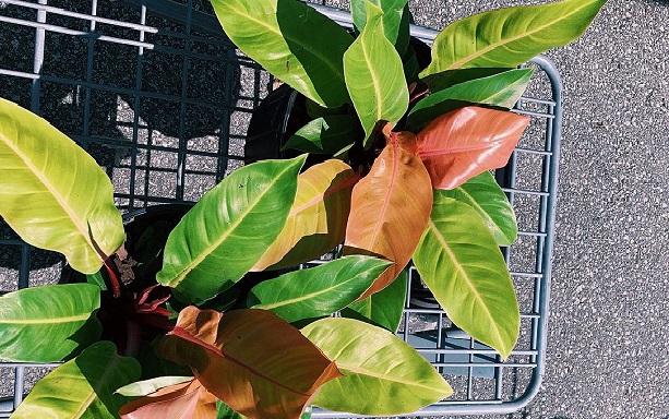 How To Grow And Care For Prince Of Orange Philodendron